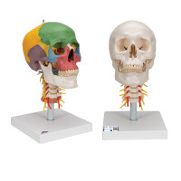 Anatomical Skull With Spine 4 Parts